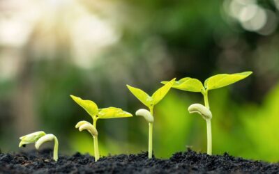 Understanding Environmental Stewardship in Oil Drilling